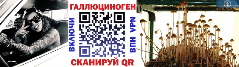 Псилоцибиновые грибы Psilocybe  Абинск 